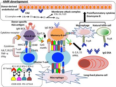 Frontiers | Approaches For Controlling Antibody-Mediated Allograft ...